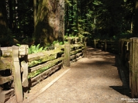 15948Cr - Cathedral Grove.JPG